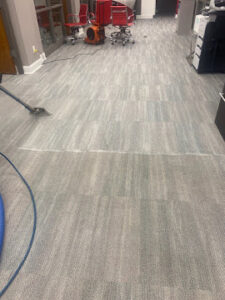 Carpet cleaning before and after showing large clean section on stained rental carpet in Cache Valley